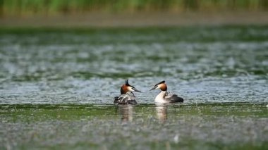 Büyük İbikli Yunus, Gölde Sırtında Piliçleri Taşır