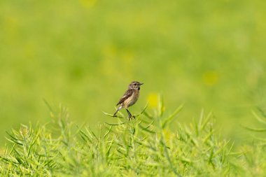 Avrupa Taş Devri, Tecavüz Tarlasında Harekete Geçmiş Kadın