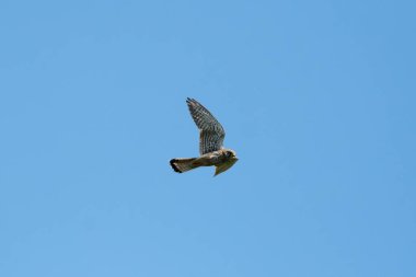 Gökyüzüne Karşı Uçan Sıradan Kerkenez