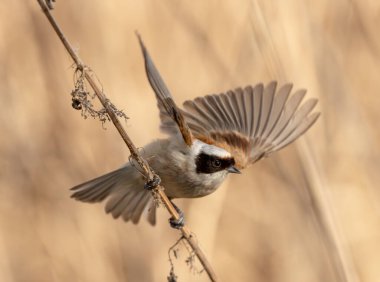 Eurasian Penduline Tit Bird Sings On A Tree