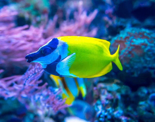 Kleurrijke vissen in aquarium — Stockfoto