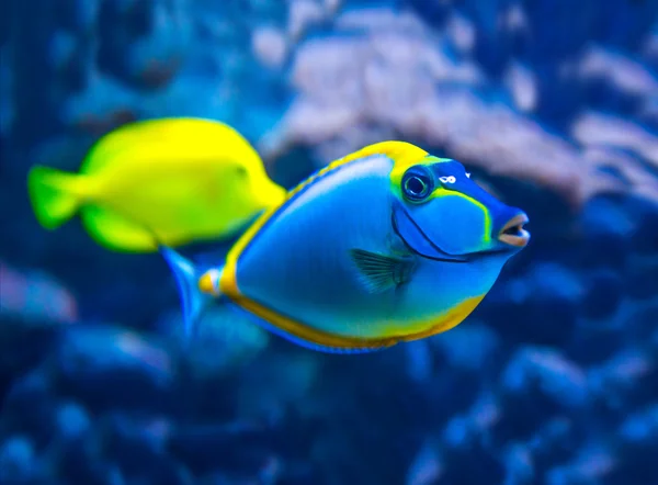 Färgglada fiskar i akvarium — Stockfoto