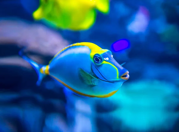 Kleurrijke vissen in aquarium — Stockfoto