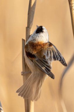 Eurasian Penduline Tit Bird On A Branch
