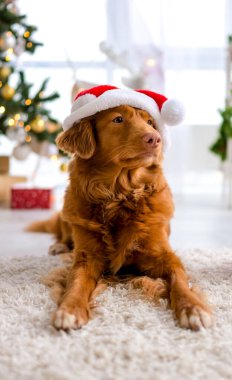 Nova Scotia Ördek Avcısı Noel temalı bir evin içinde Noel Baba Şapkası Giyiyor Ağacın önünde