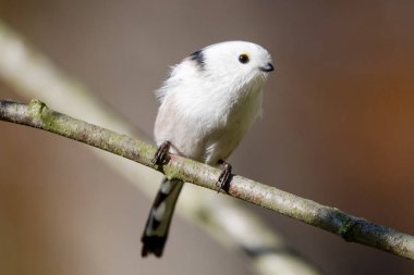 Blurred Background With A Long-Tailed Tit Sitting On A Branch