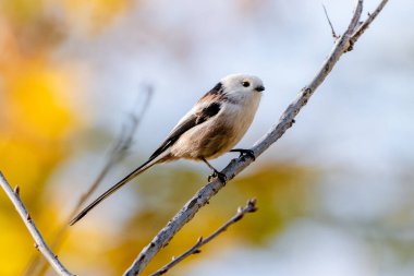 Long-Tailed Tit Sitting On A Branch In Autumn Against The Sky