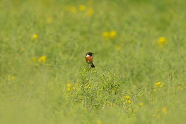 Avrupa Taş Devri Erkek Tecavüz Tarlasında Eylemde