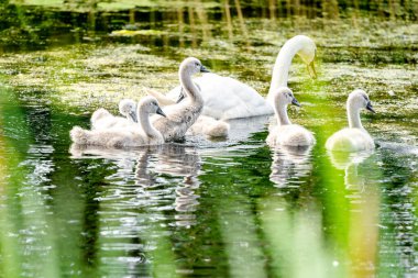 Gölette Piliçlerle Dilsiz Kuğu
