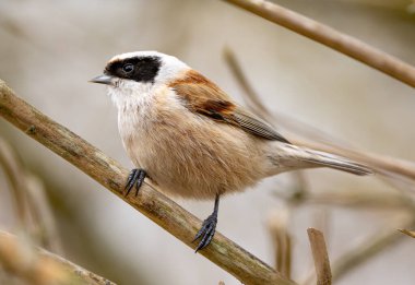 Eurasian Penduline Tit Bird On A Branch