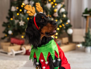 İskoç yerleşimci, Noel 'de ağaç zeminli ren geyiği kostümü giyiyor.