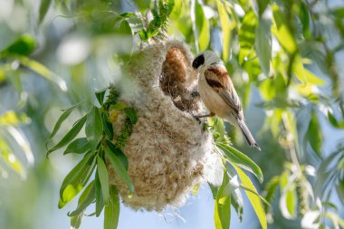 Reeves Kuş Yuvasını Baharda Yapıyor