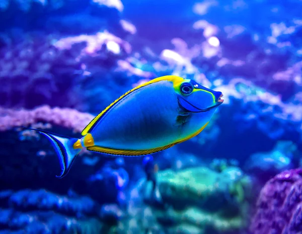 Färgglada fiskar i akvarium — Stockfoto