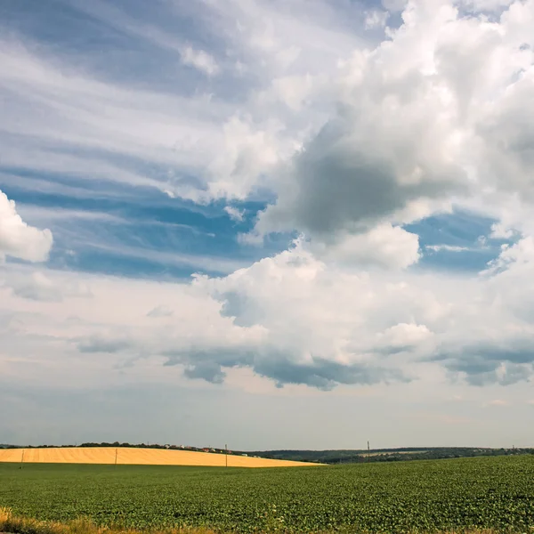 Campo amarelo-verde sob as nuvens — Fotografia de Stock