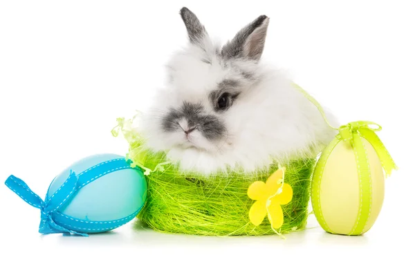 Rabbit  with colored eggs — Stock Photo, Image