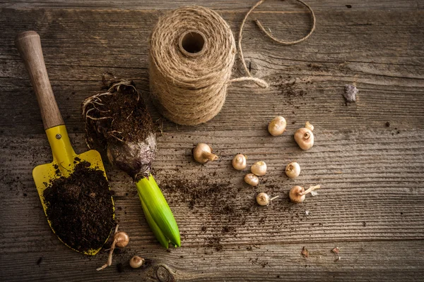 Plantas para plantación y accesorios de jardín — Foto de Stock