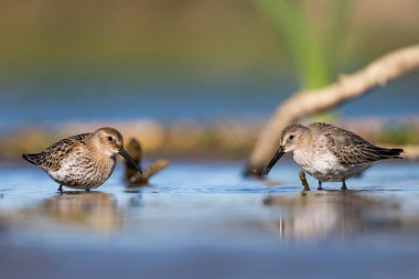 Sığ suda yiyecek arayan bir çift Dunlins.