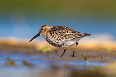 Dunlin vahşi doğada sığ bir gölde yürüyor.