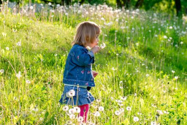 Küçük kız bahar çayırında karahindiba üflüyor.