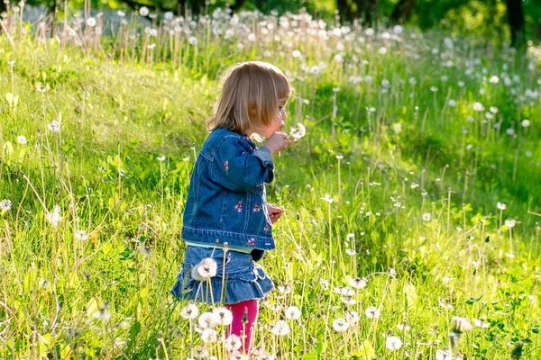 Küçük kız bahar çayırında karahindiba üflüyor.