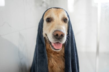 Banyo yaptıktan sonra başında havluyla Golden Retriever Dog