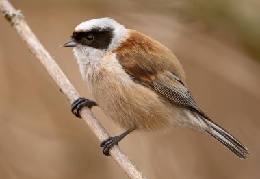 Eurasian Penduline Tit Bird On A Branch