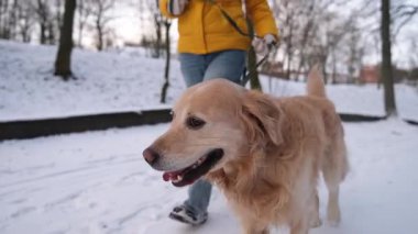 Kış parkında Altın Avcı Köpeğiyle Koşan Kadın