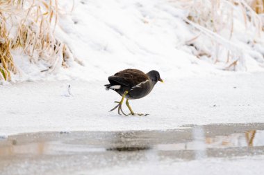 Avrasya Moorhen Kuşu Karda Yürüyor