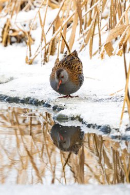Kış Gölü kıyısında, karlı sahilde yürüyen su rayı.