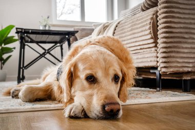 Golden Retriever Dog oturma odasında yerde dinleniyor.