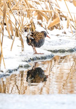 Kış Gölü kıyısında, karlı sahilde yürüyen su rayı.