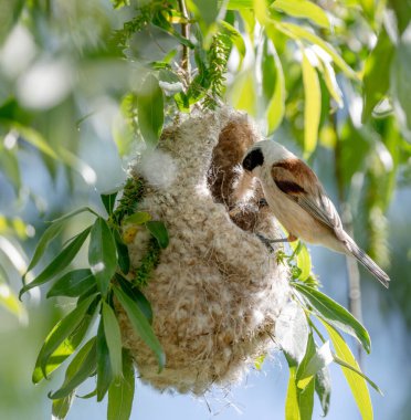Reeves Kuş Yuvasını Baharda Yapıyor