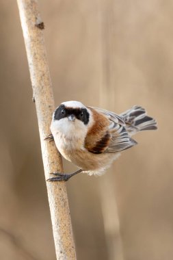Eurasian Penduline Tit Bird On A Branch