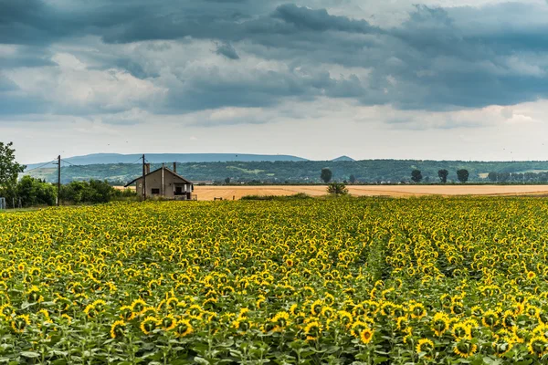 Yellow-green field and clouds — Stock Photo, Image