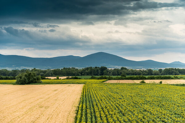 Желто-зелёное поле и облака
