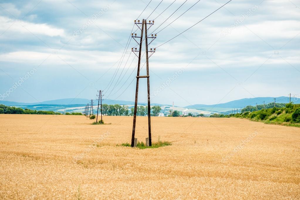 Electric poles in  wheat field