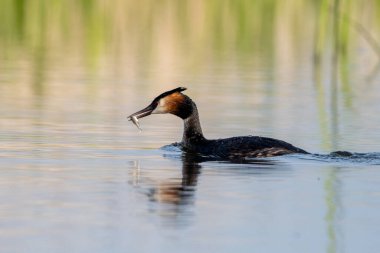 Büyük İbikli Yunus Ağızda Balığı Tutuyor Gölde