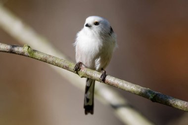 Blurred Background With A Long-Tailed Tit Sitting On A Branch