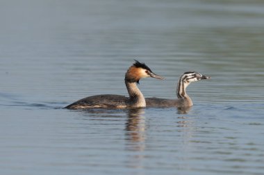 Gölde Yüzen Piliçlerle Büyük İbikli Grebe