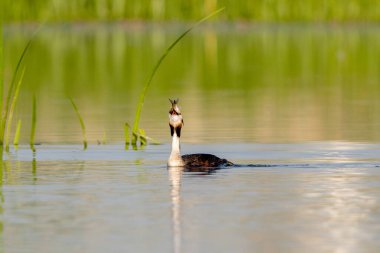 Büyük ibikli yunus gölde yüzerken balık yiyor.