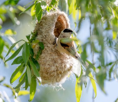 Reeves Kuş Yuvasını Baharda Yapıyor