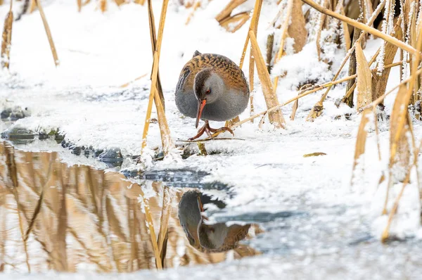 Kış Gölü kıyısında, karlı sahilde yürüyen su rayı.