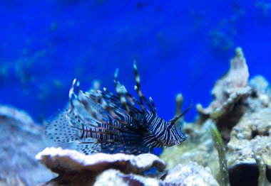 Deniz kestanesi akvaryum