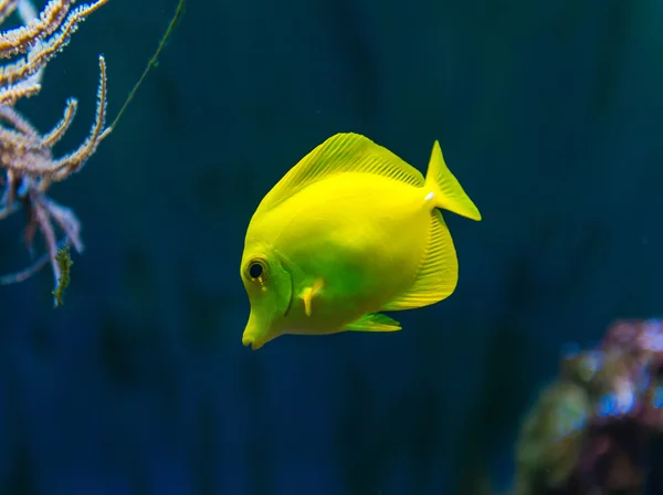 Красочные рыбы в аквариуме — стоковое фото