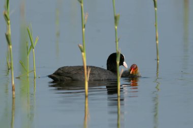 Avrasyalı Koyun Yavrusuyla Havuzda Yüzüyor