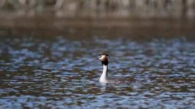 Büyük ibikli yunus balığı öğlenleyin güneş altında berrak sularda hareket eder, yiyecek ararken kendine özgü boynunu ve başını gösterir..