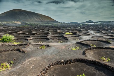 La Geria 'daki üzüm bağları