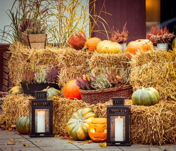 Halloween pumpkins outdoors — Stock Photo, Image
