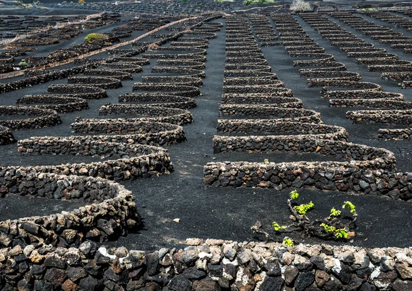 Vineyards in La Geria — Stock Photo, Image