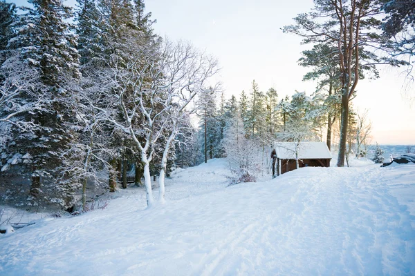 Vinterlandskap med träd nära wood — Stockfoto